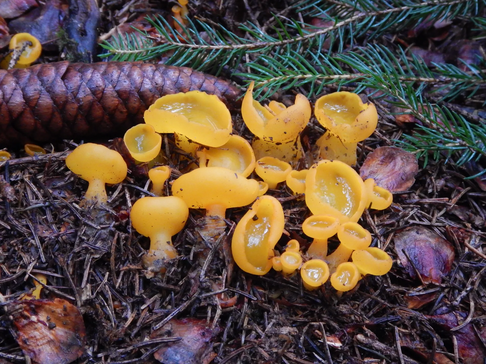 Sowerbyella imperialis,21-09-25